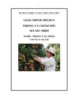 giáo trình mô đun trồng và chăm sóc nghề trồng vải nhãn