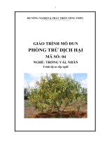 giáo trình mô đun phòng trừ dịch hại vải nhãn