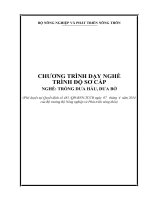 Chương trình dạy nghề trồng dưa hấu, dưa bở