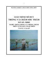 giáo trình mô đun trồng và chắm sóc tràm