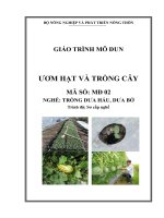 Giáo trình MD02   ươm hạt và trồng cây nghề trồng dưa hấu, dưa bở