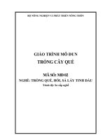 giáo trình mô đun trồng cây quế