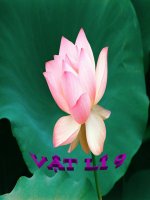 TIET 16  Dinh luat JunLenxo