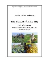 Giáo trình MD05   thu hoạch và tiêu thụ sản phẩm nghề trồng dưau hấu dưa bở