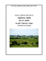 giáo trình mô đun trồng mới nghề trồng nho