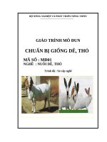 giáo trình mô đun chuẩn bị giống dê thỏ