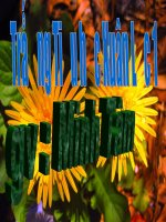 Mặt trời xanh của tôi. Tuần 33