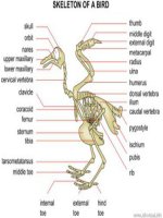 BỘ TRANH SINH HỌC 7