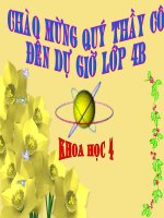 Chuỗi Thức Ăn Trong Tự Nhiên