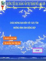 BỘ SƯU TẦM ẢNH ĐỘNG CHIM THIÊN NGA