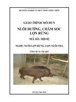 Giáo trình MD 02  nuôi dưỡng chăm sóc lợn rừng