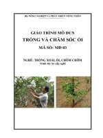 Giáo trình dạy nghề cho lao động nông thôn môđun   trồng và chăm sóc ổi
