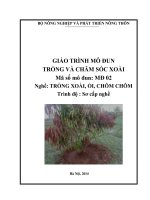 Giáo trình dạy nghề cho lao động nông thôn mô đun   trồng và chăm sóc xoài