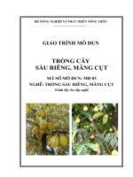 giáo trình mô đun trồng cây sấu riêng măng cụt