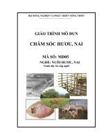 giáo tình chăm sóc hươu nai