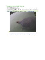 Ảnh đẹp về Cụ Rua trong bể chữa trị