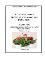 Giáo trình MD03   trồng và chăm sóc hoa đồng tiền