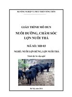 Giáo trình MD 03  nuôi dưỡng chăm sóc lơn nuôi thả