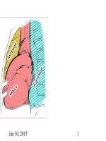 bài giảng giải phẫu phổi