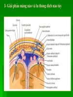 cắt lớp vi tính chảy máu dưới nhện