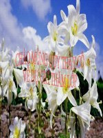 Sinh sản hữu tính ở động vật - sinh học 11