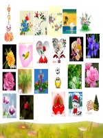 HINH DONG TRANG TRI BAI GIANG