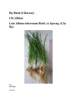 Thông tin sơ bộ về họ hành (liliaceae)