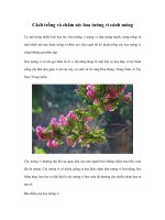 cách trồng và chăm sóc hoa tường vi cánh mỏng