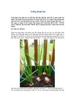 tài liệu ký thuật trồng hành tím