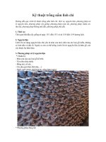 Kỹ thuật trồng nấm linh chi