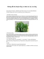 hướng dẫn kỹ thuật trồng cà chăm sóc cây rau sắng