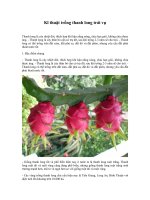 kỹ thuật trồn thanh long trái vụ