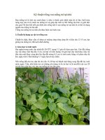 kỹ thuật trồng rau mồng tơi tại nhà