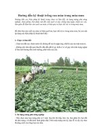 hướng dẫn kỹ thuật trồng rau màu trong mùa mưa