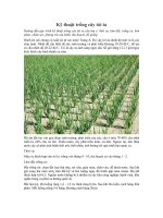 Kỹ thuật trồng cây tỏi ta