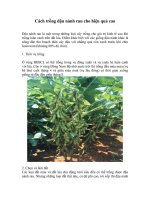 cách trồng đậu nành rau cho hiệu quả cao