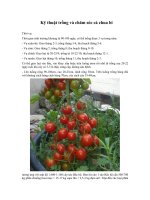 Kỹ thuật trồng và chăm sóc cà chua bi