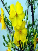 Siêu âm sản tầm soát