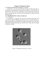 Tìm hiểu vai trò của nấm men Saccharomyces cerevisiae. trong công nghệ sản xuất bia