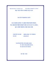 Xác định giống và biện pháp bón phân, tỉa nhánh thích hợp cho sản xuất cà chua quả nhỏ trong nhà có mái che