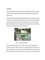 tiểu luận chỉ thị sinh học môi trường: môi trường nước