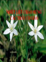 Bài giảng Môn học vần O -Ô Lớp 1