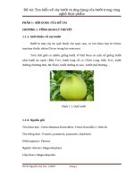 Tìm hiểu về cây bưởi và ứng dụng của bưởi trong công nghệ thực phẩm