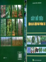 Cây hồ tiêu bệnh hại và biện pháp phòng trừ