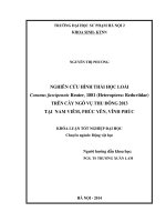 Nghiên cứu hình thái học loài coranus fuscipennis reuter, 1881 (heteroptera reduviidae) trên cây ngô vụ thu đông 2013 tại nam viêm, phúc yên, vĩnh phúc