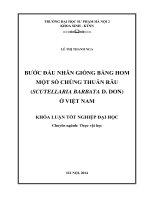 Bước đầu nhân giống bằng hom một số chủng thuẫn râu ( scutellaria barabata d  don) ở việt nam
