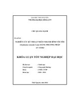 Nghiên cứu kỹ thuật nhân nhanh Bình Vôi Tím (Stephania rotunada Lour) bằng phương pháp in vitro.