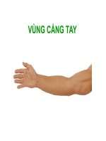 Giải phẫu học vùng cánh tay
