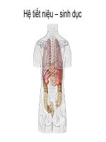 Giải phẫu học hệ tiết niệu  sinh dục