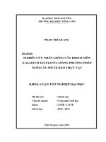 Nghiên cứu nhân giống cây khoai môn (Caladium esculenta) bằng phương pháp nuôi cấy mô tế bào thực vật.